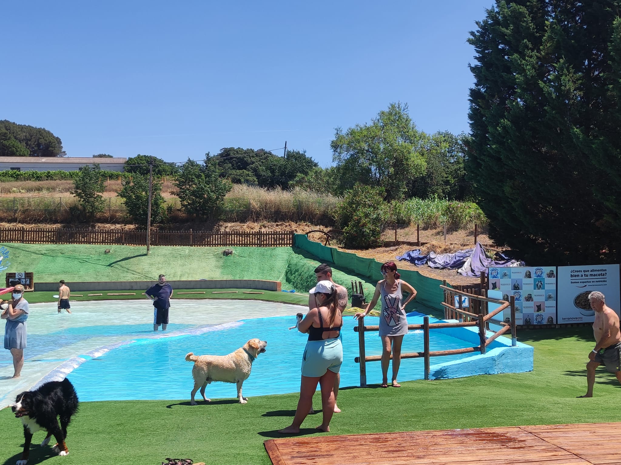 Así es la nueva piscina para perros que ha abierto en La Marina -  Información